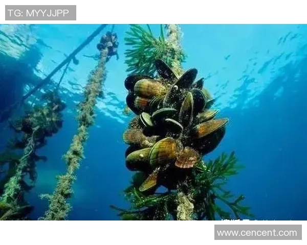 比利时布鲁日举办世界贻贝青口大赛吸引全球美食爱好者参与盛会